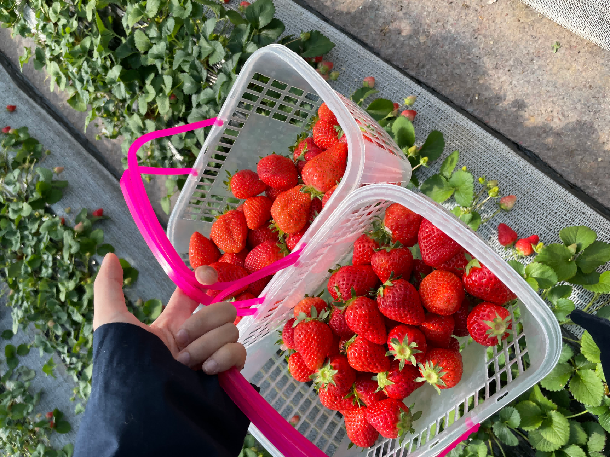 1678347992221526.png ×ðÁúʱ¿¡¤(Öйú)ÈËÉú¾ÍÊDz«!